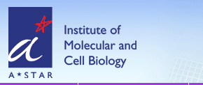 Institute of Molecular and Cell Biology logo